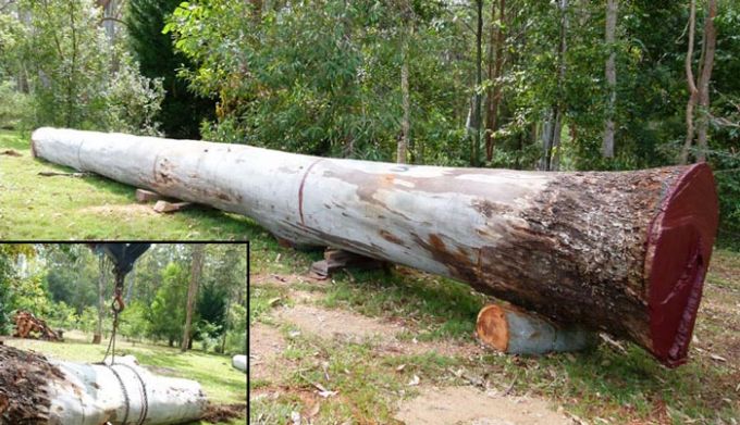 Bluegum log