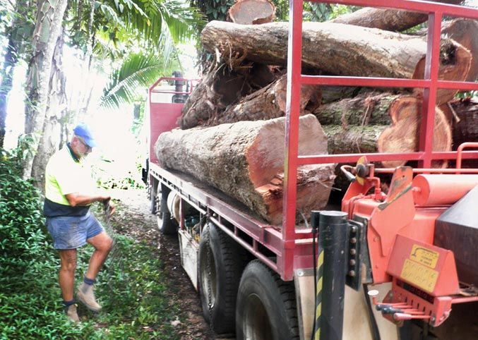 Kuranda wattle tree on Lyal's truck